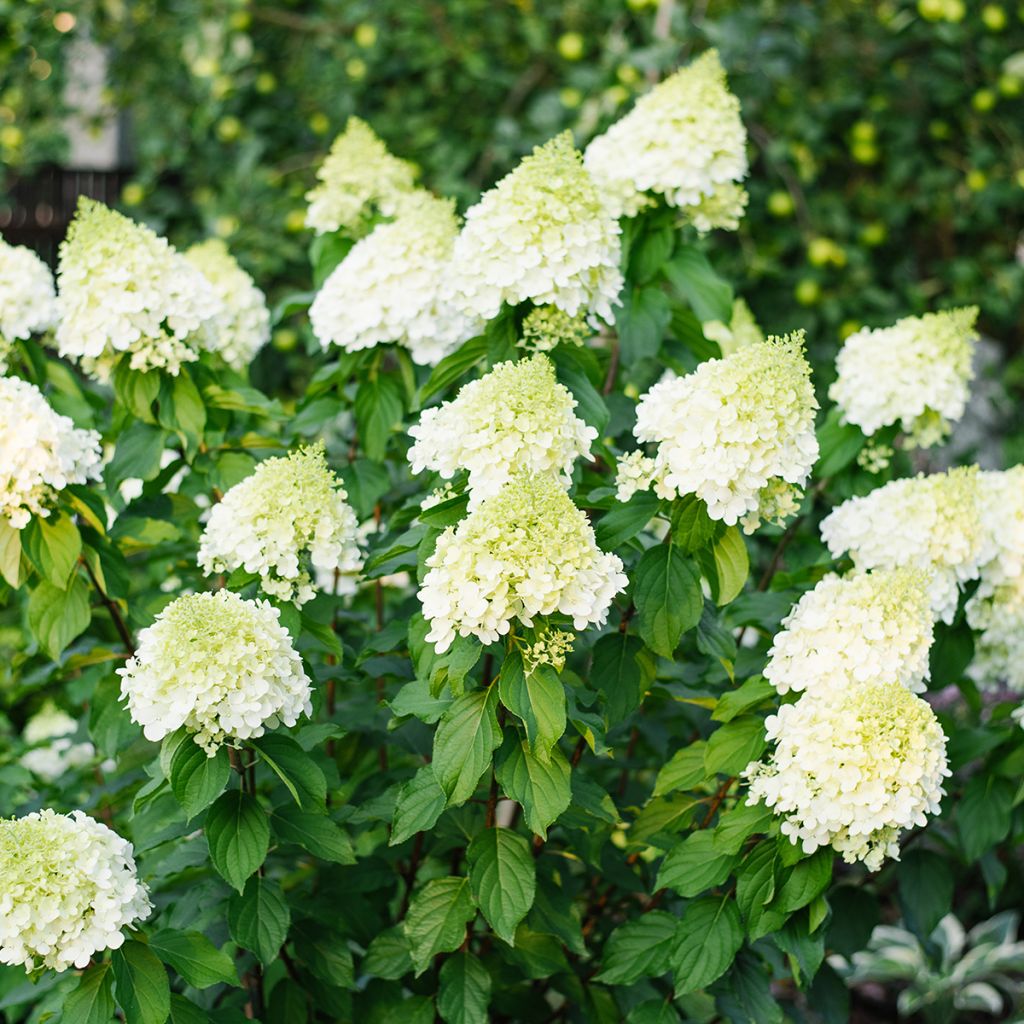 Hydrangea paniculata Polar Bear - Ortensia paniculata