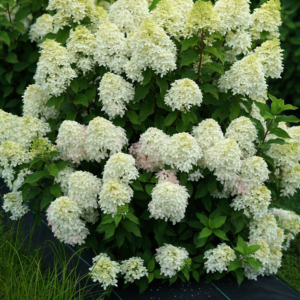 Hydrangea paniculata Quick Fire Fab - Ortensia paniculata