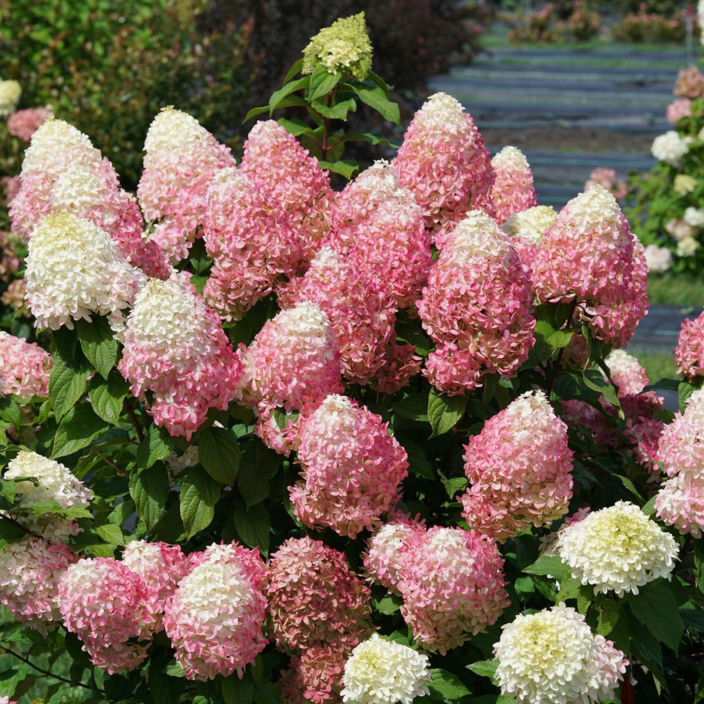 Hydrangea paniculata Quick Fire Fab - Ortensia paniculata