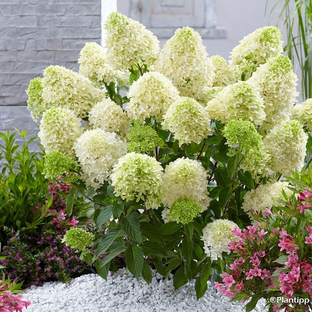 Hydrangea paniculata Skyfall - Ortensia paniculata