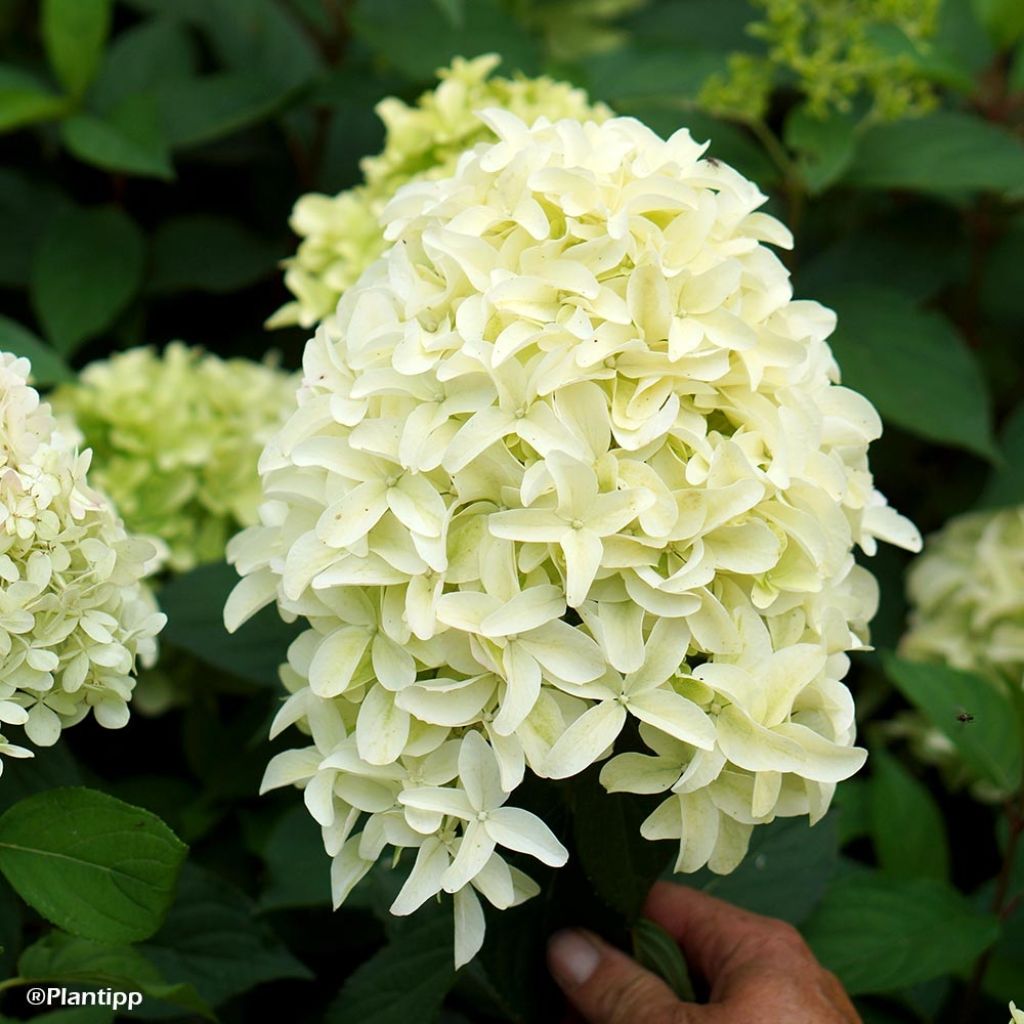 Hydrangea paniculata Skyfall - Ortensia paniculata