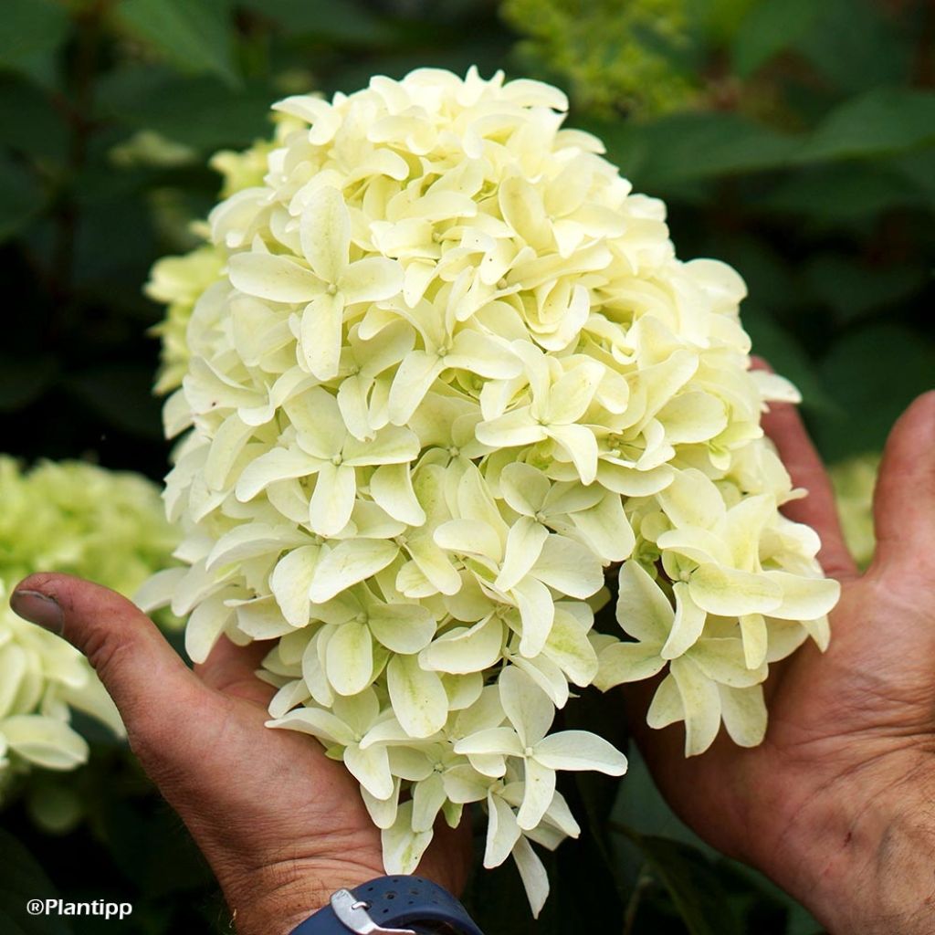 Hydrangea paniculata Skyfall - Ortensia paniculata