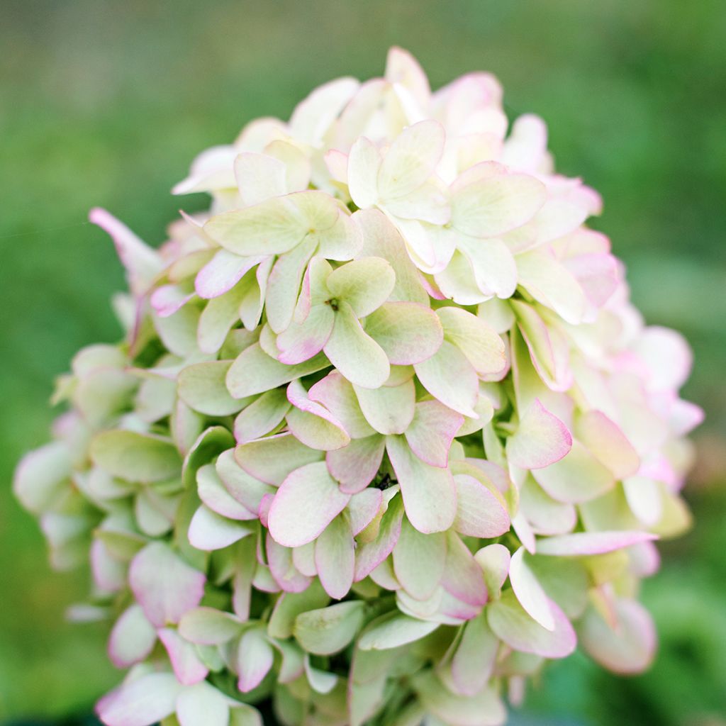 Hydrangea paniculata Skyfall - Ortensia paniculata