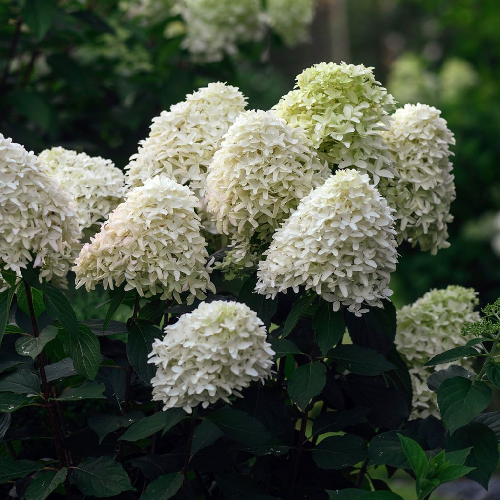 Hydrangea paniculata Skyfall - Ortensia paniculata