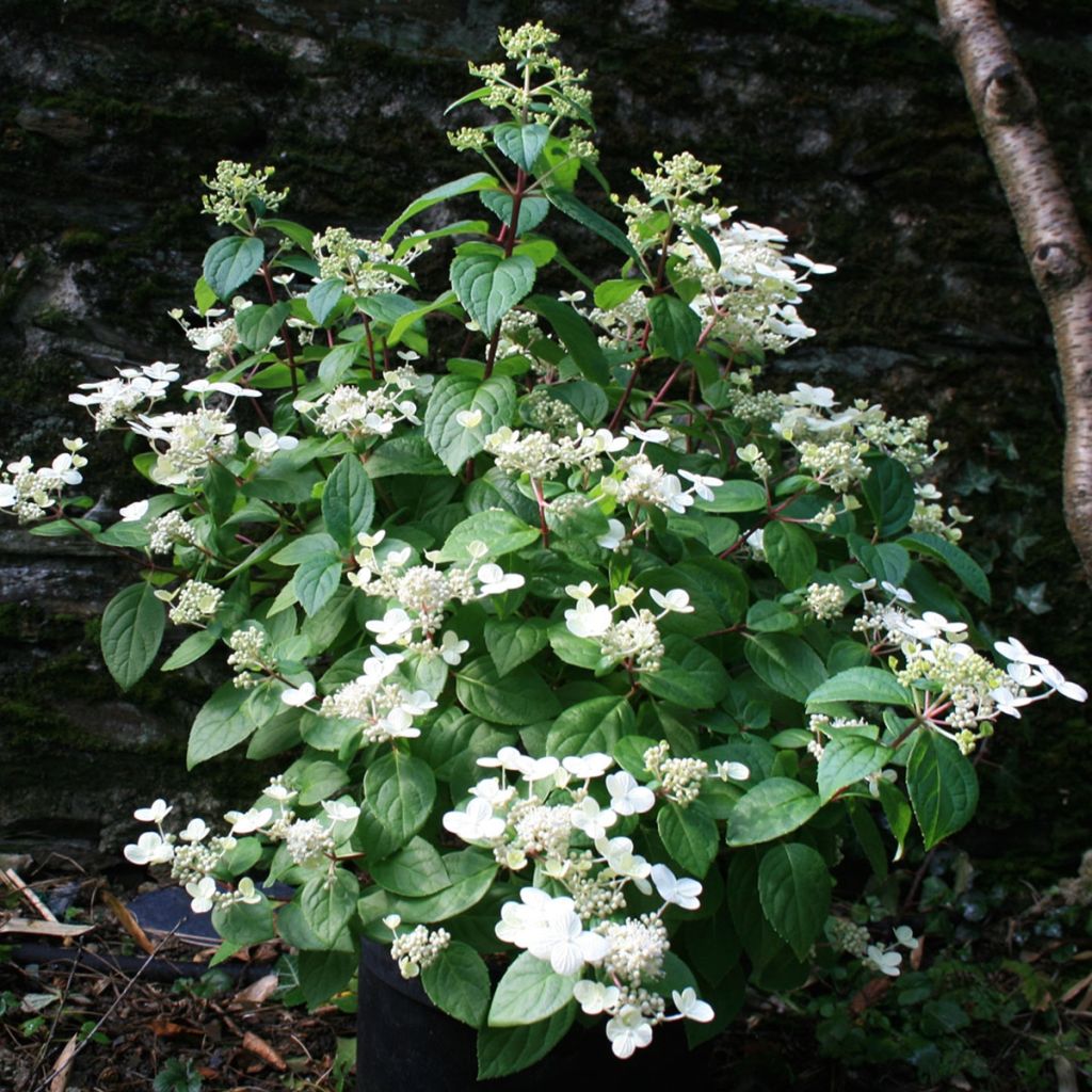Hortensia paniculé - Hydrangea paniculata Sparkling