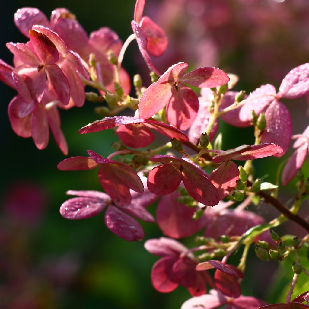 Hortensia paniculé - Hydrangea paniculata Sparkling