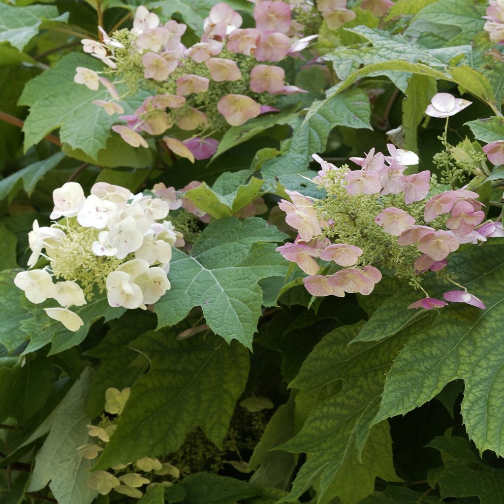Hydrangea quercifolia Burgundy - Ortensia a foglie di quercia