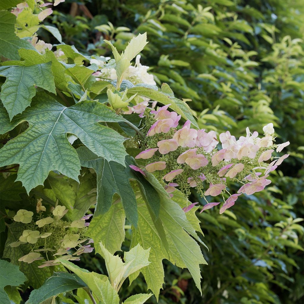 Hydrangea quercifolia Burgundy - Ortensia a foglie di quercia