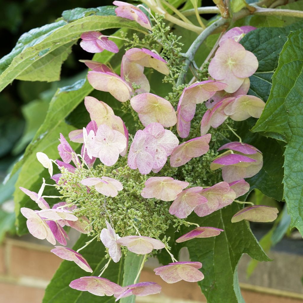 Hydrangea quercifolia Burgundy - Ortensia a foglie di quercia