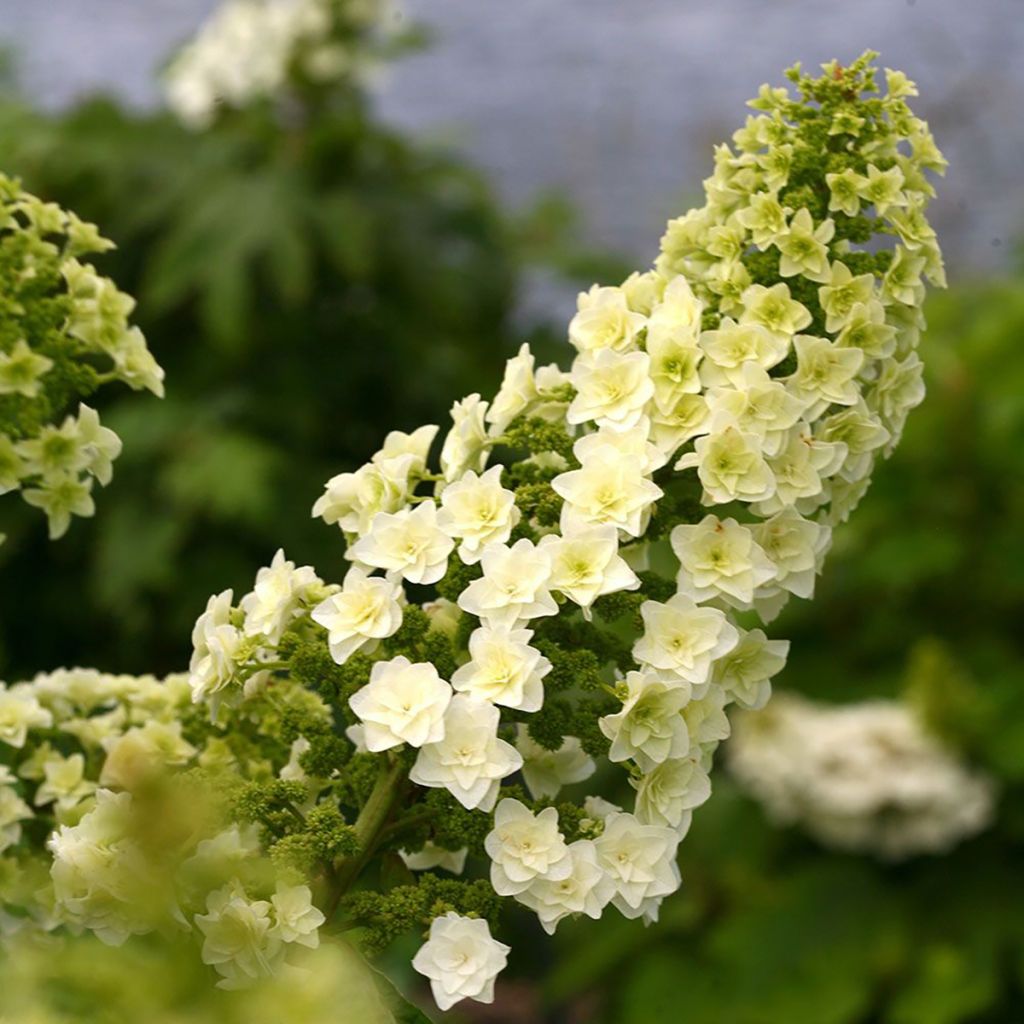 Hydrangea quercifolia Gatsby Star - Ortensia a foglie di quercia