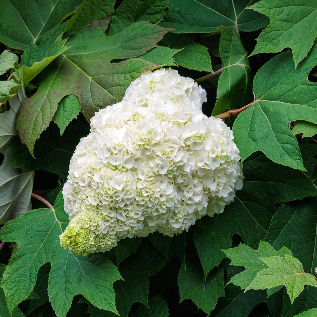 Hydrangea quercifolia Harmony - Ortensia a foglie di quercia
