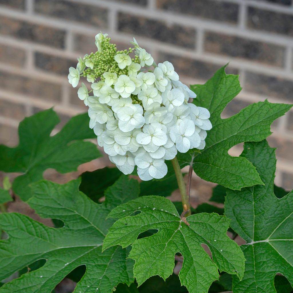 Hydrangea quercifolia Jetstream - Ortensia a foglie di quercia