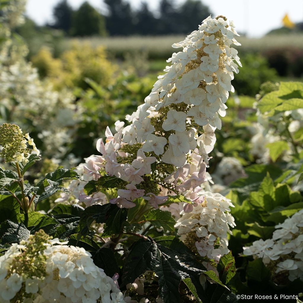 Hydrangea quercifolia Little Yeti - Hortensia à feuilles de chêne