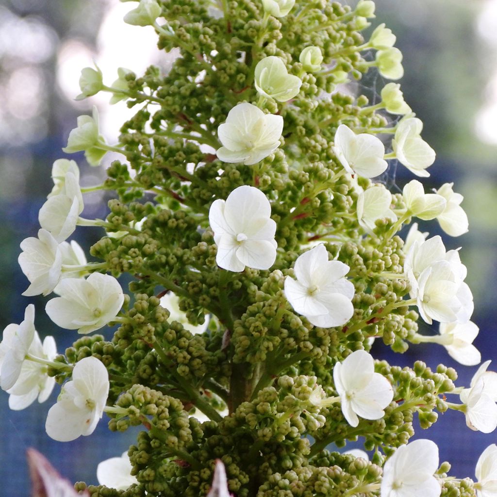 Hydrangea quercifolia Munchkin - Ortensia a foglie di quercia