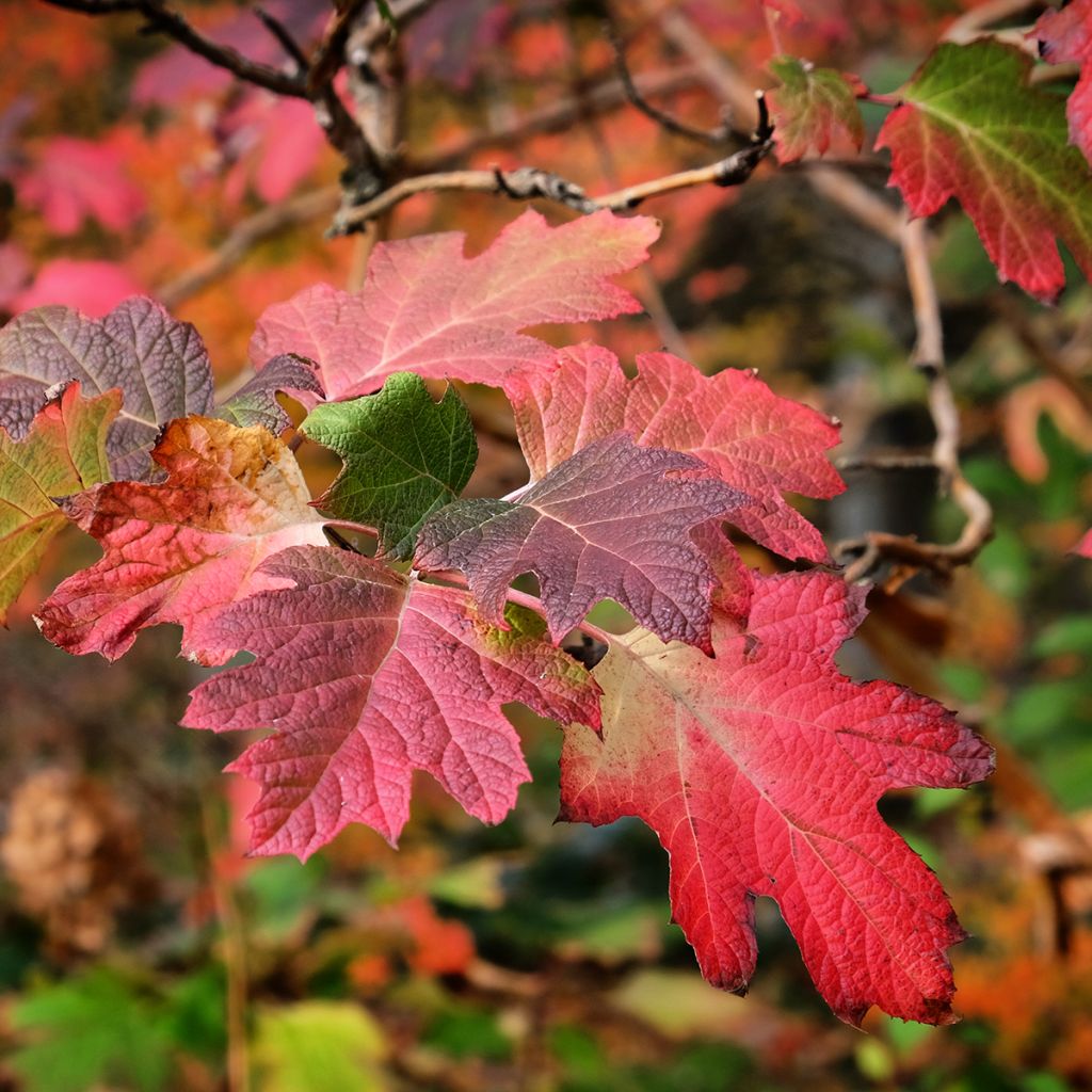 Hydrangea quercifolia Snow Queen - Ortensia a foglie di quercia