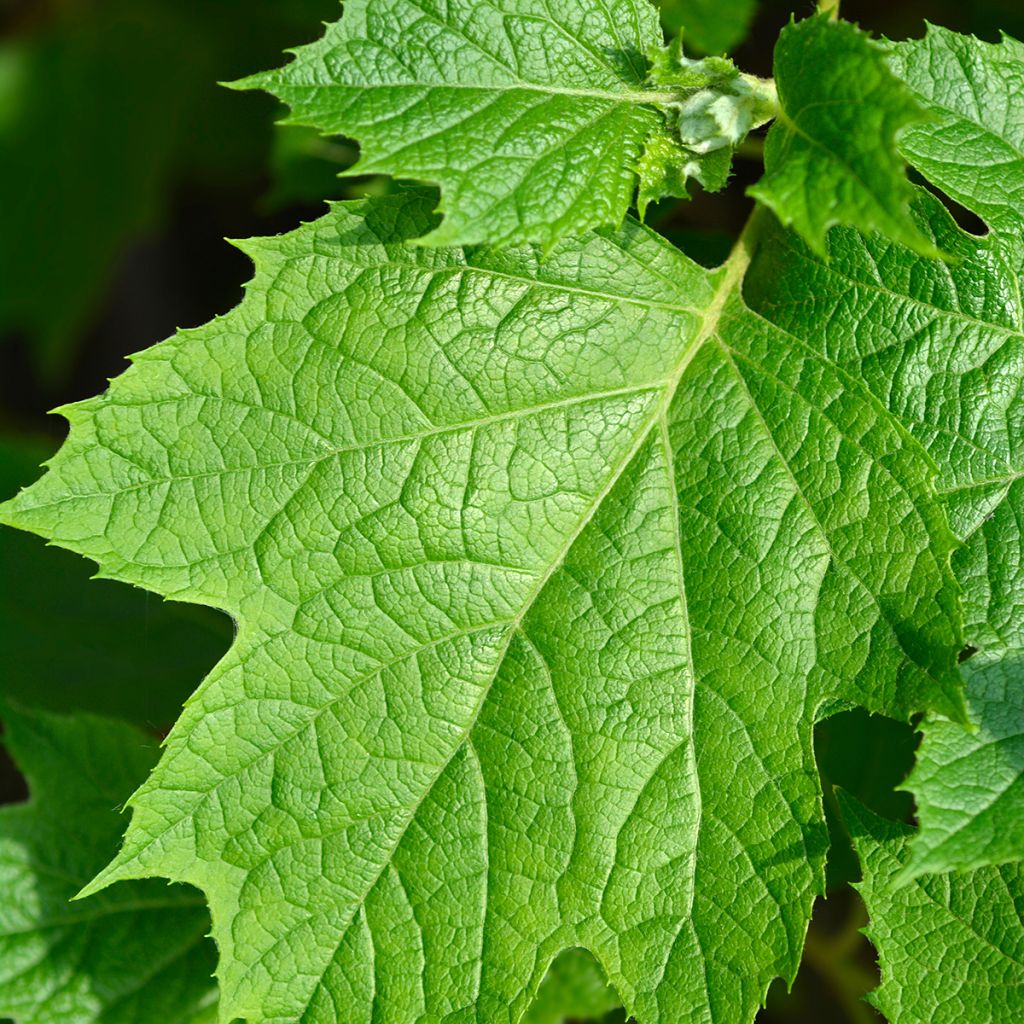 Hydrangea quercifolia Snowflake - Ortensia a foglie di quercia