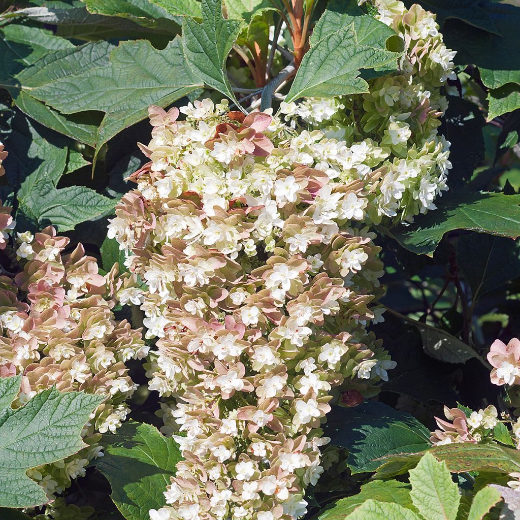 Hydrangea quercifolia Snowflake - Ortensia a foglie di quercia