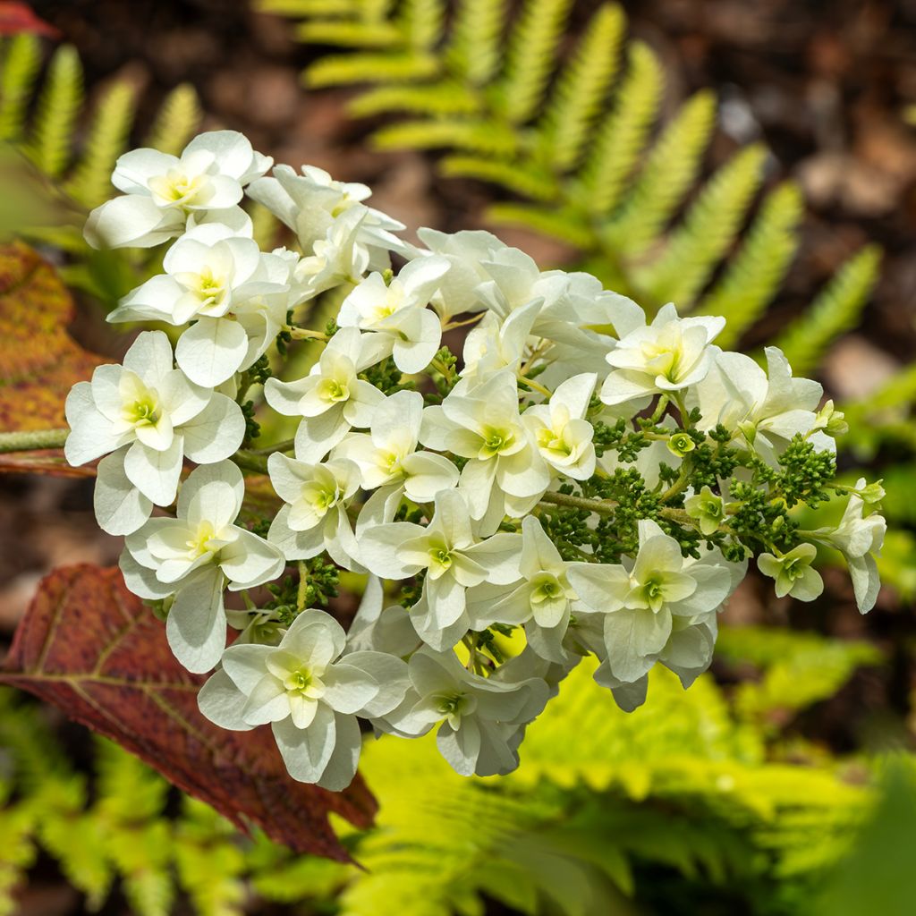 Hydrangea quercifolia Snowflake - Ortensia a foglie di quercia