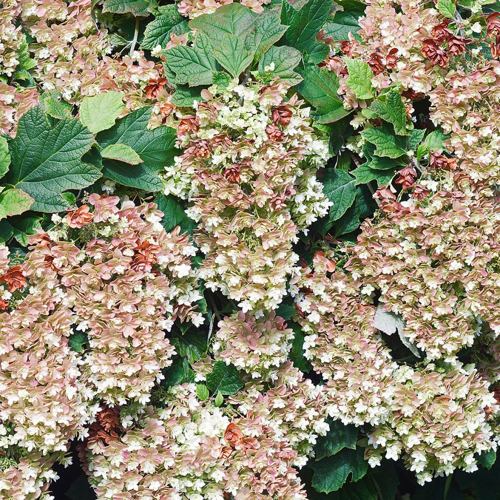 Hydrangea quercifolia Snowflake - Ortensia a foglie di quercia