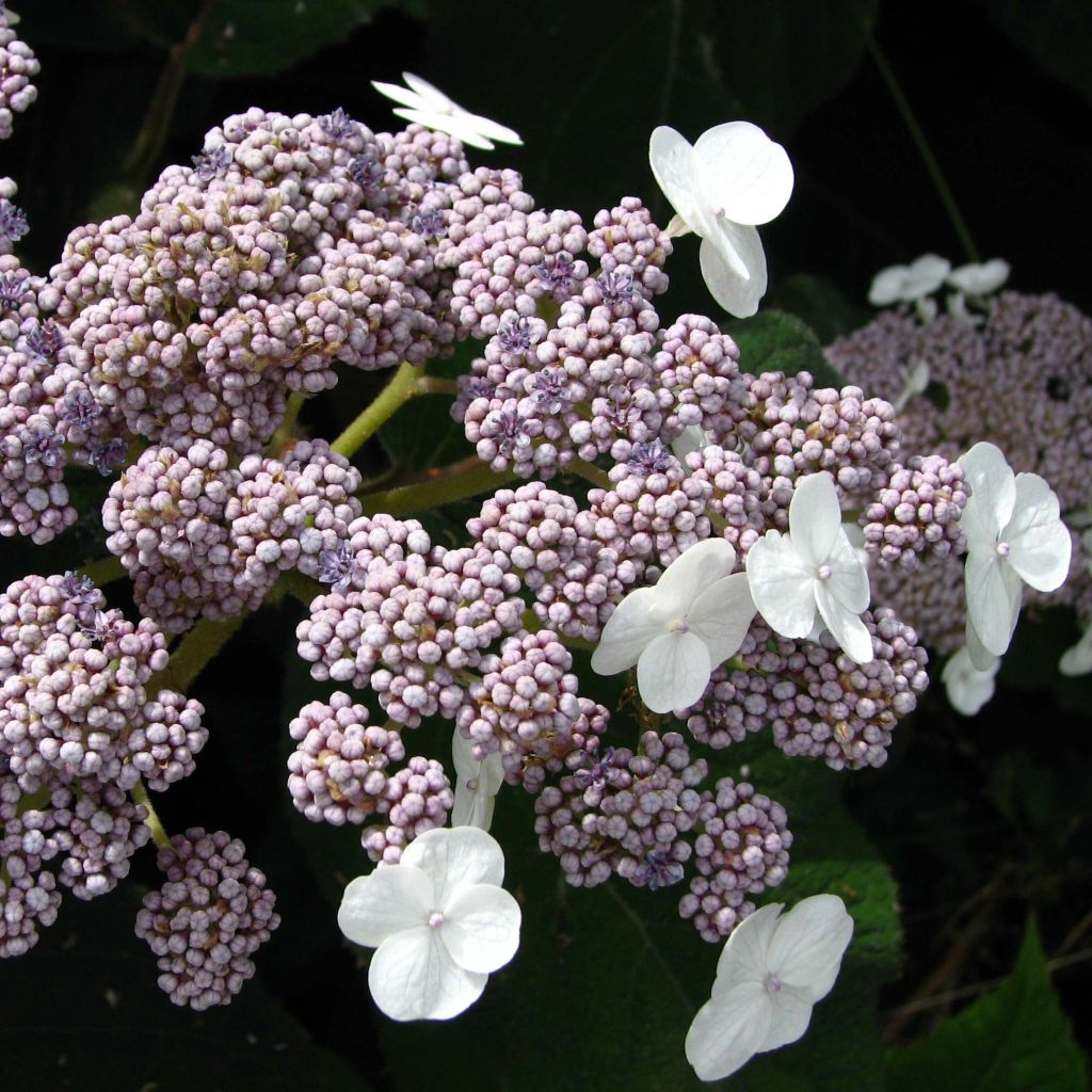 Hydrangea aspera subsp. sargentiana - Ortensia