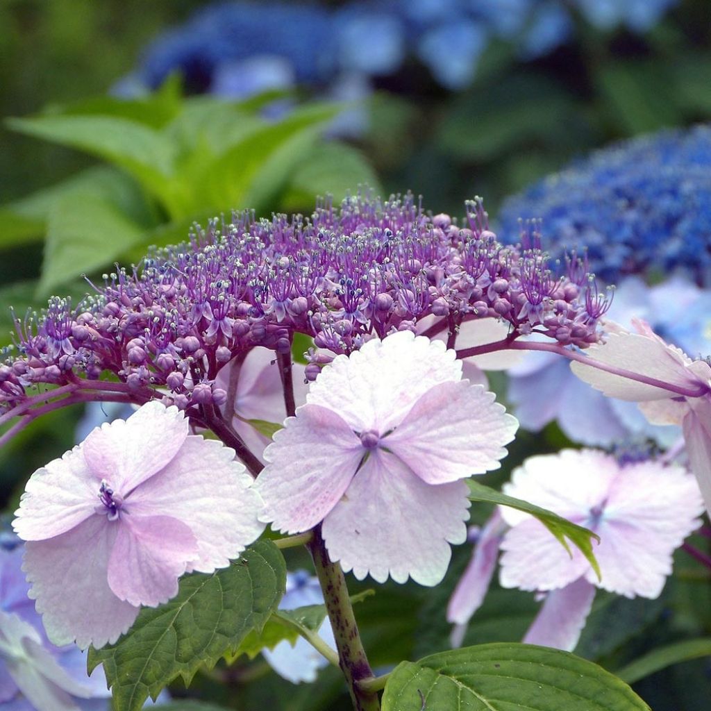 Hydrangea serrata Klaveren - Ortensia