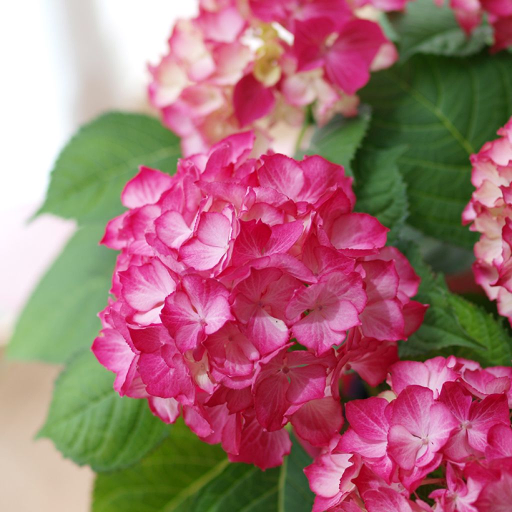 Hydrangea macrophylla Dutch Ladies Selma - Ortensia