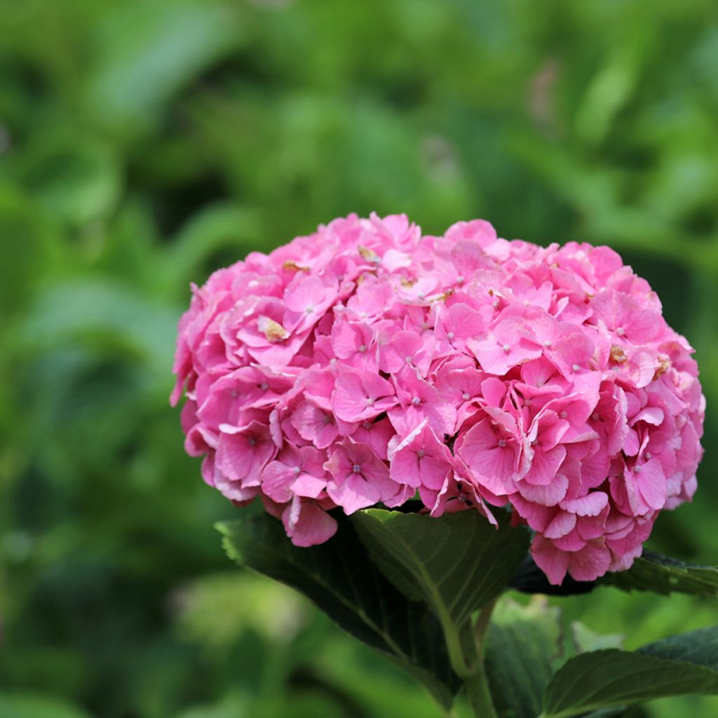 Hydrangea macrophylla Dutch Ladies Selma - Ortensia