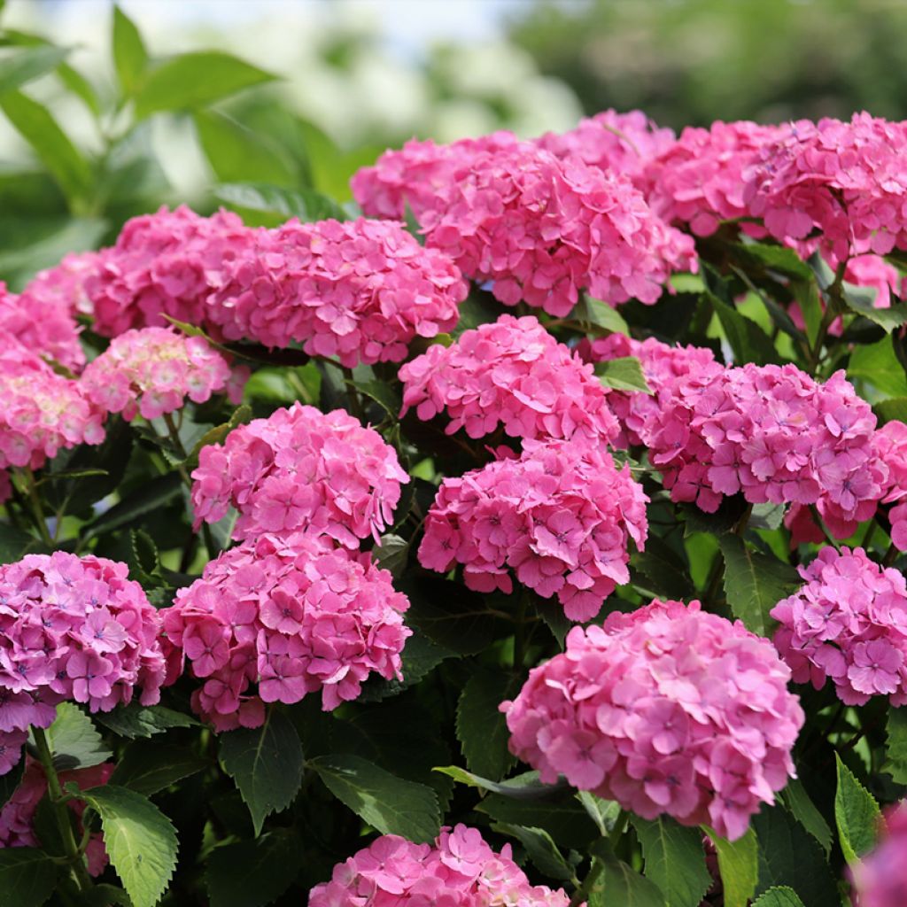 Hydrangea macrophylla Dutch Ladies Selma - Ortensia