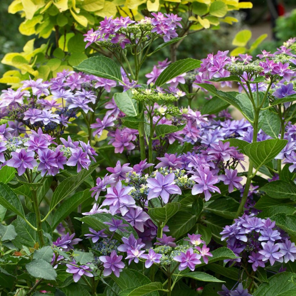 Hydrangea macrophylla Tinkerbell - Ortensia