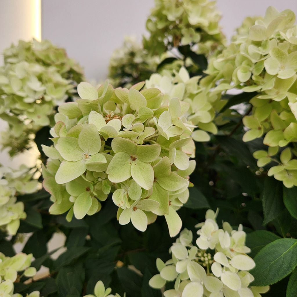 Hydrangea paniculata Groundbreaker Ruby - Ortensia paniculata
