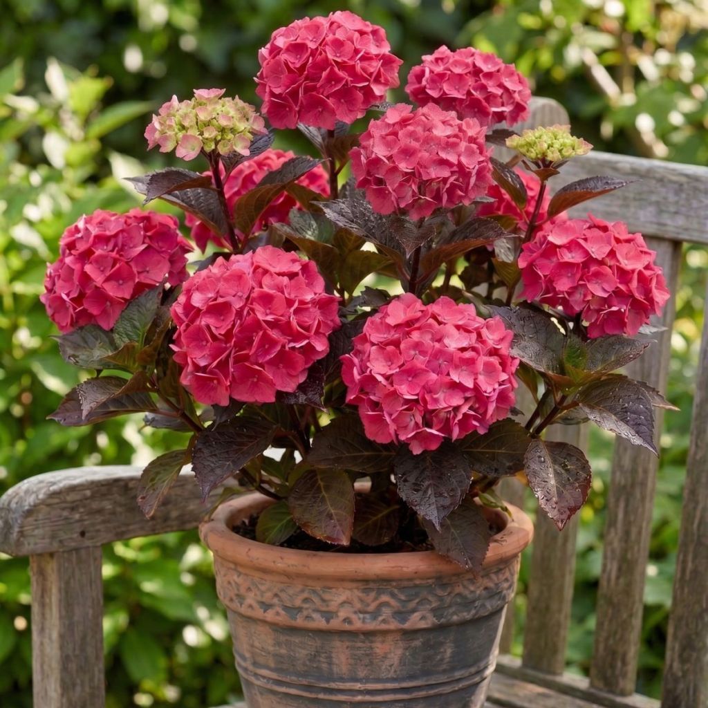 Hydrangea serrata Choco Strawberry - Ortensia