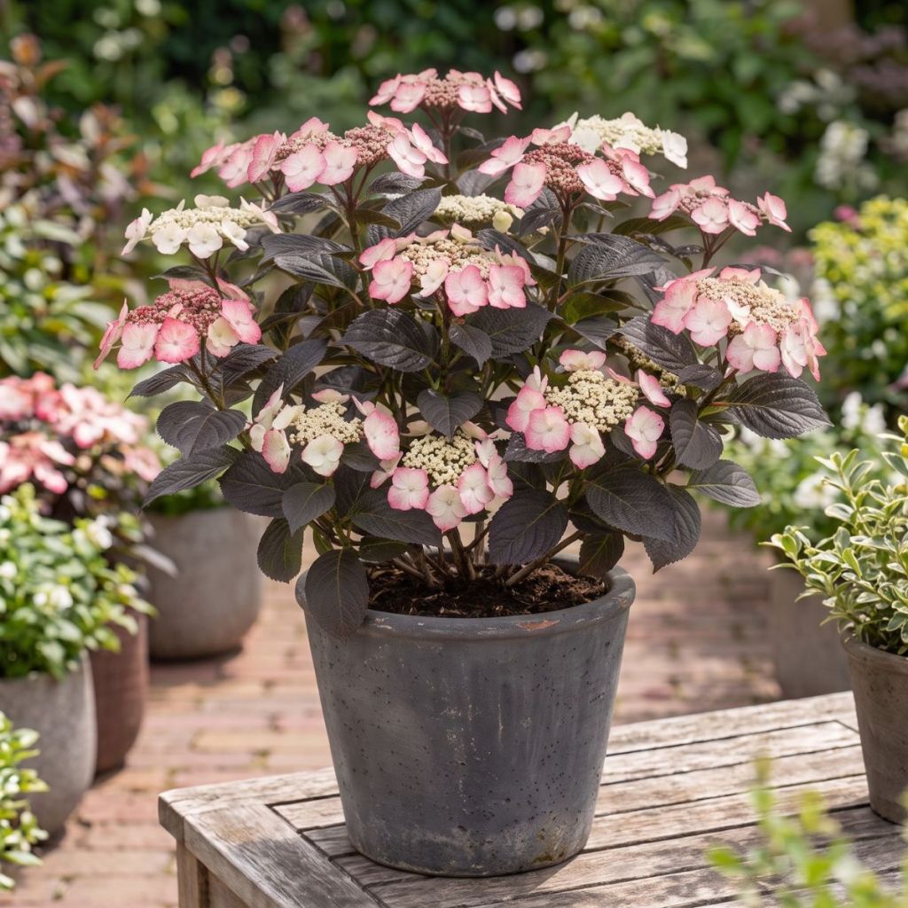 Hydrangea serrata Choco White - Ortensia