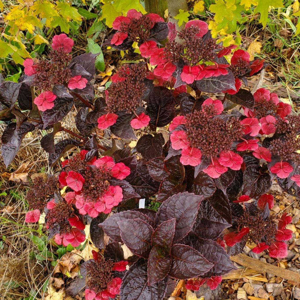 Hydrangea serrata Choco Cherry - Ortensia