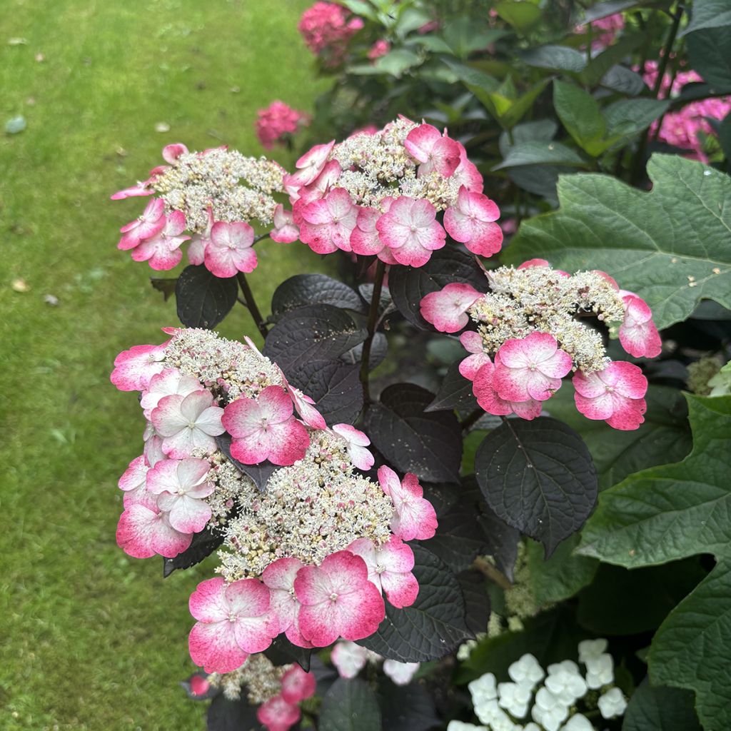 Hydrangea serrata Choco White - Ortensia