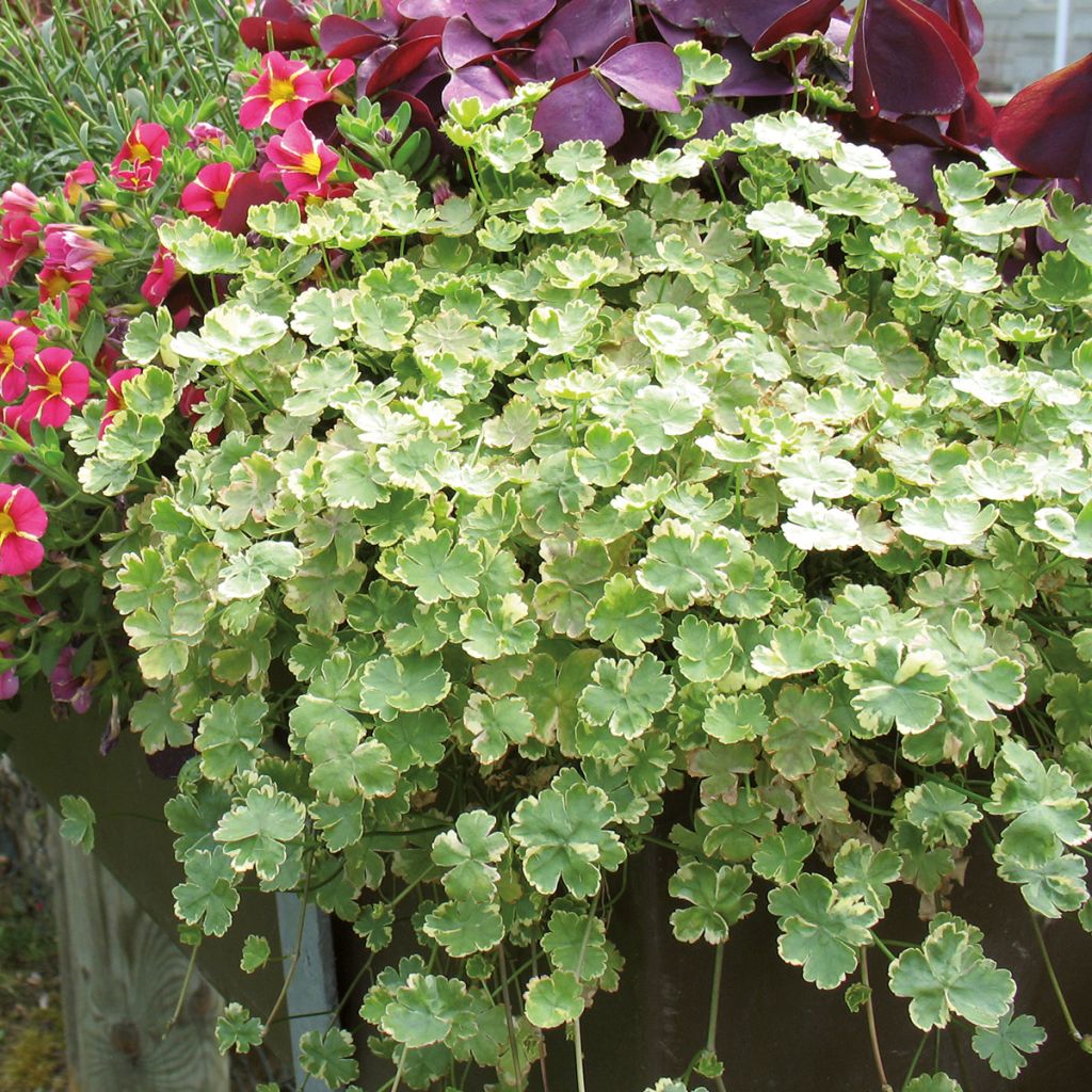 Hydrocotyle sibthorpioides - Soldinella sibtorpioide