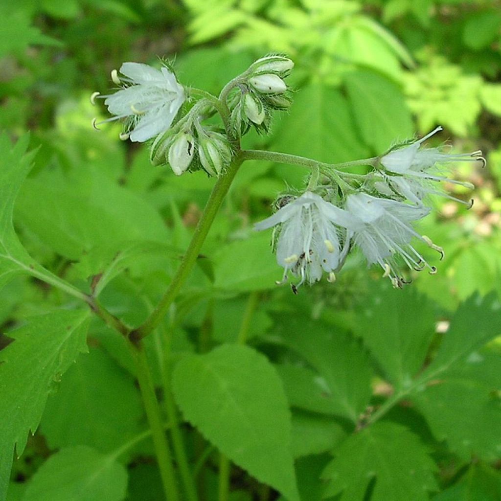 Hydrophyllum virginianum