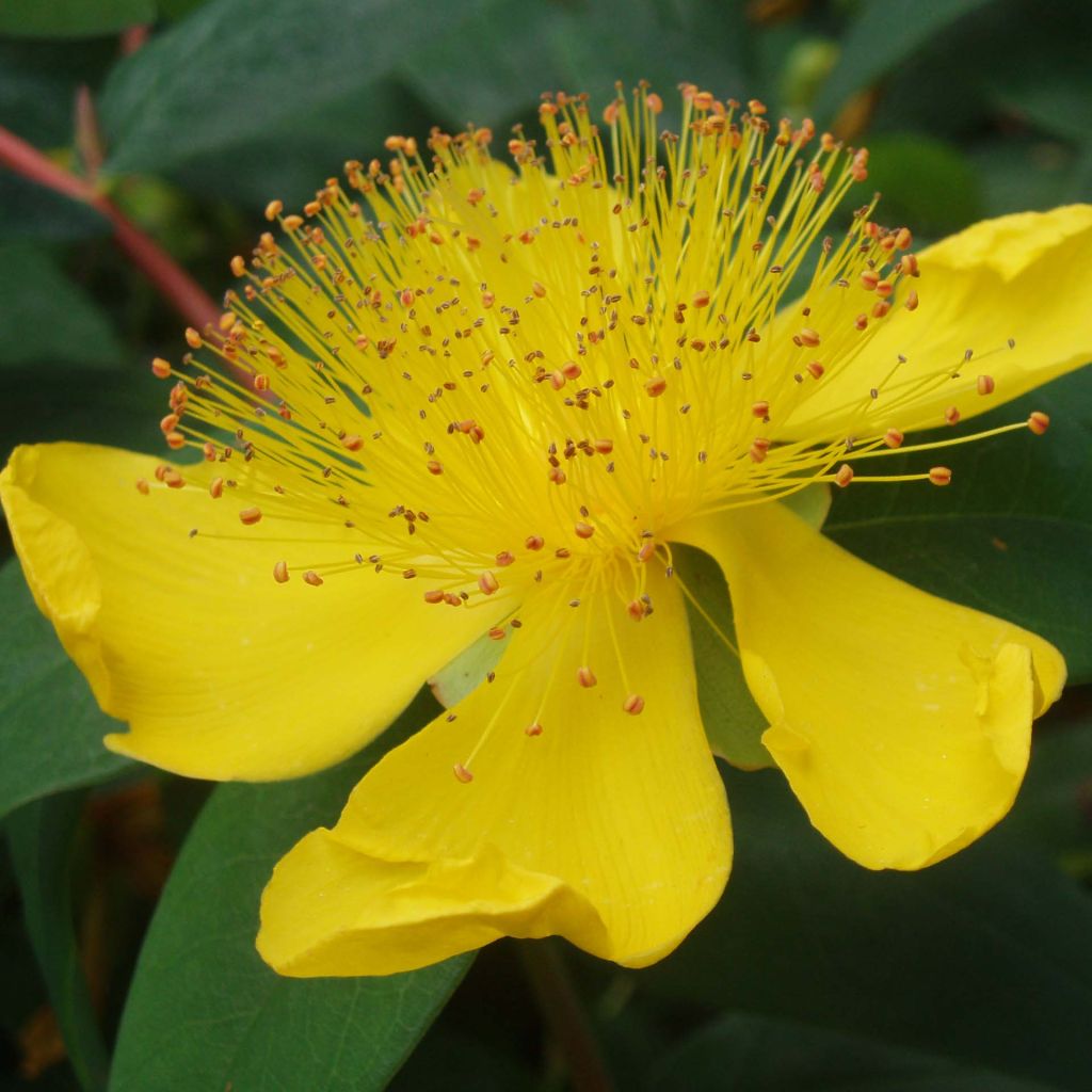 Hypericum calycinum - Iperico