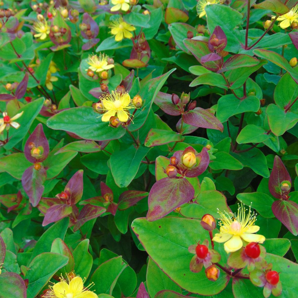 Hypericum inodorum Rheingold - Iperico