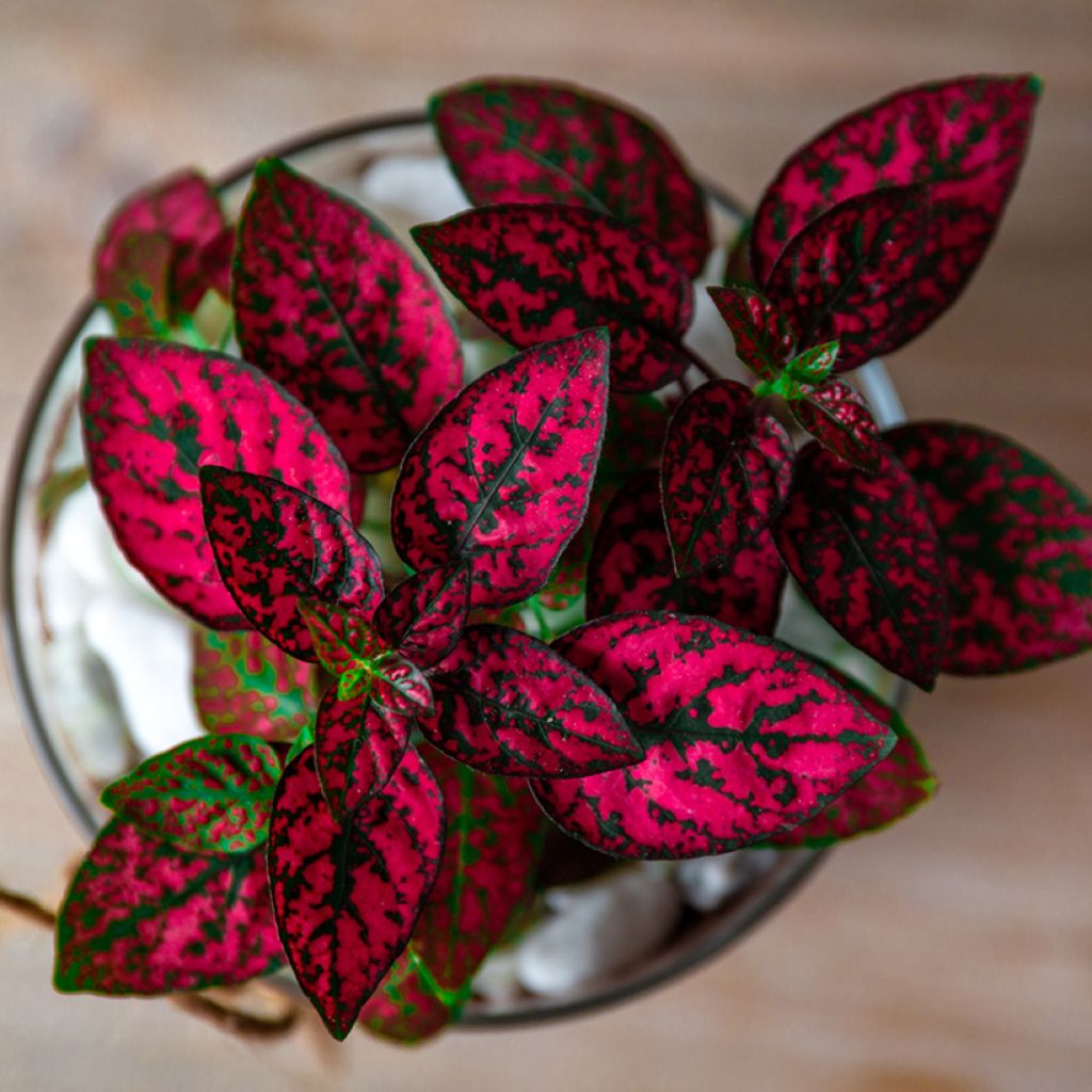 Hypoestes phyllostachya Red