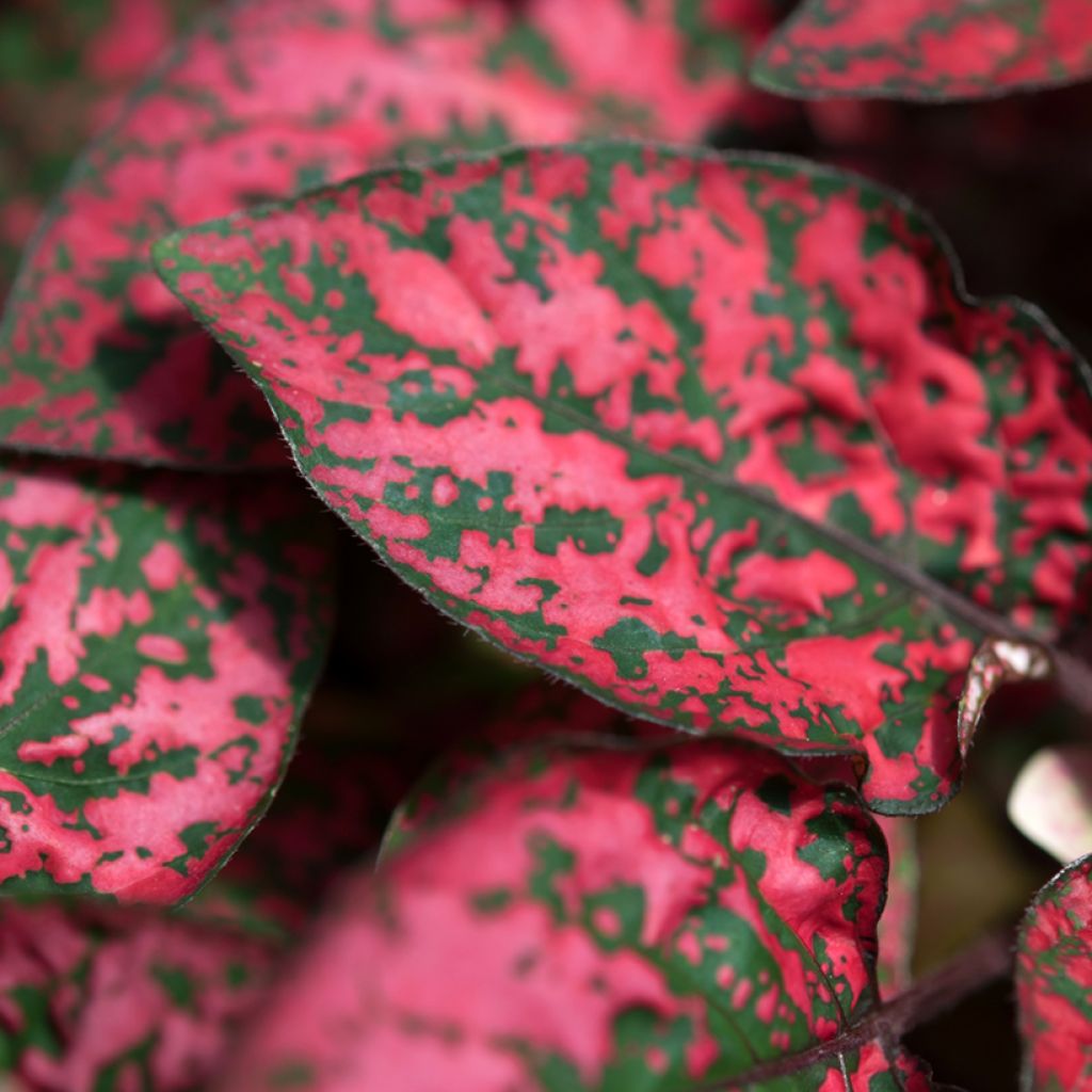 Hypoestes phyllostachya Red