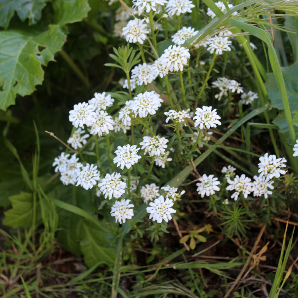 Iberis sempervirens - Iberide sempreverde