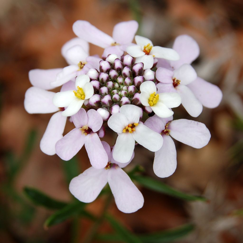 Iberis sempervirens Pink Ice - Iberide sempreverde
