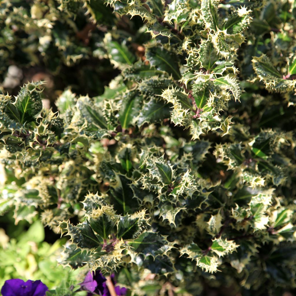 Ilex aquifolium Ferox Argentea - Agrifoglio