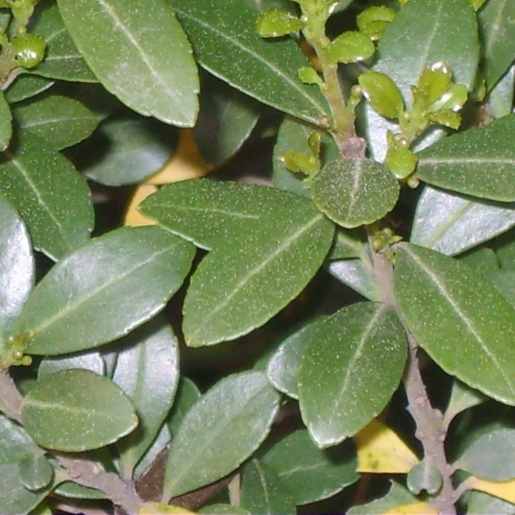Ilex crenata Green Hedge - Agrifoglio giapponese