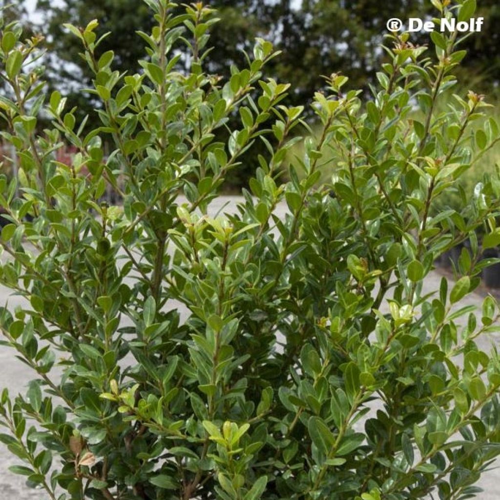 Ilex crenata Caroline Upright - Agrifoglio giapponese