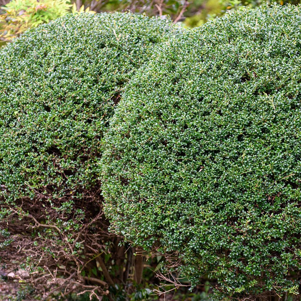Ilex crenata Glorie Gem (Palla) - Agrifoglio giapponese