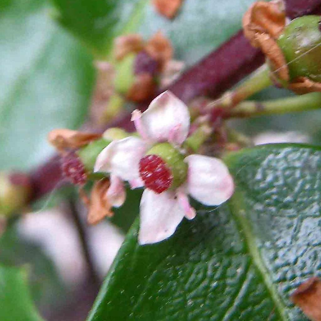 Ilex meserveae Heckenstar - Agrifoglio