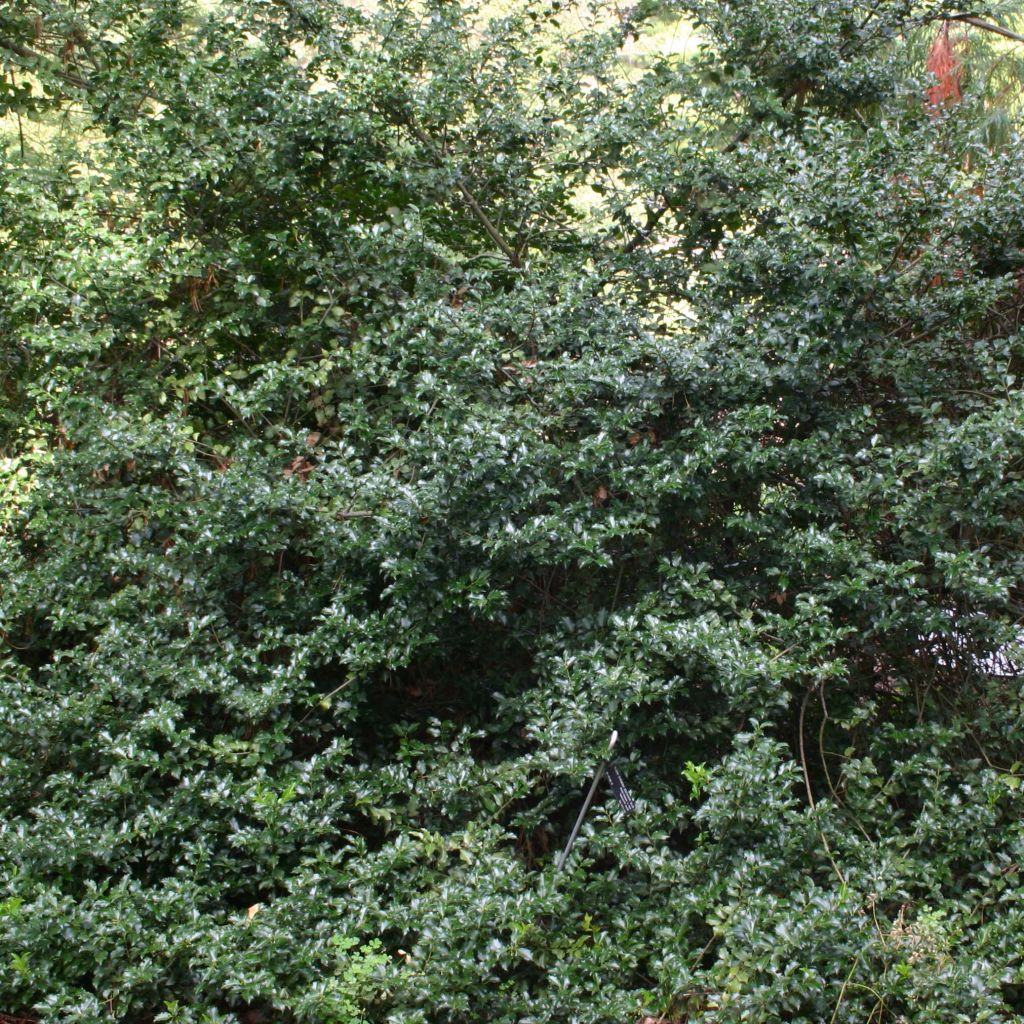 Ilex meserveae Blue princess - Agrifoglio
