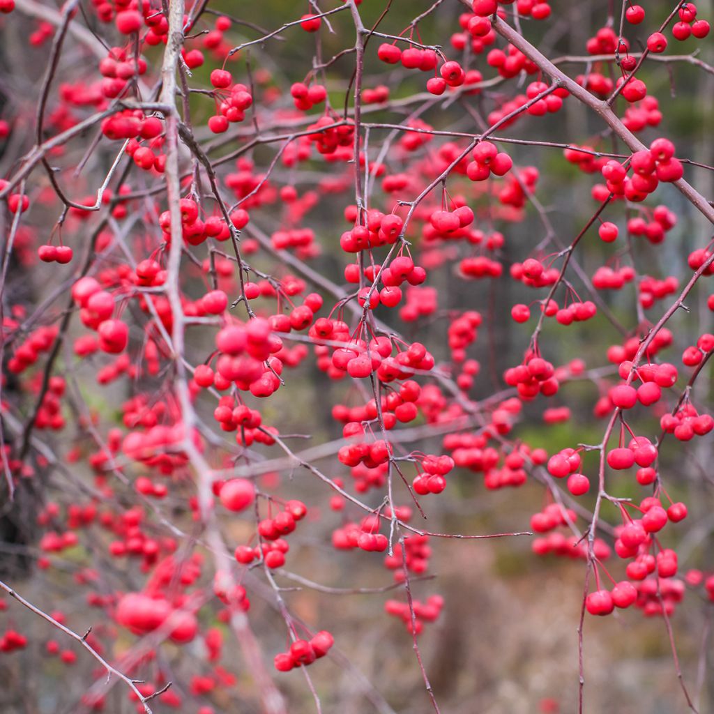 Ilex verticillata - Agrifoglio
