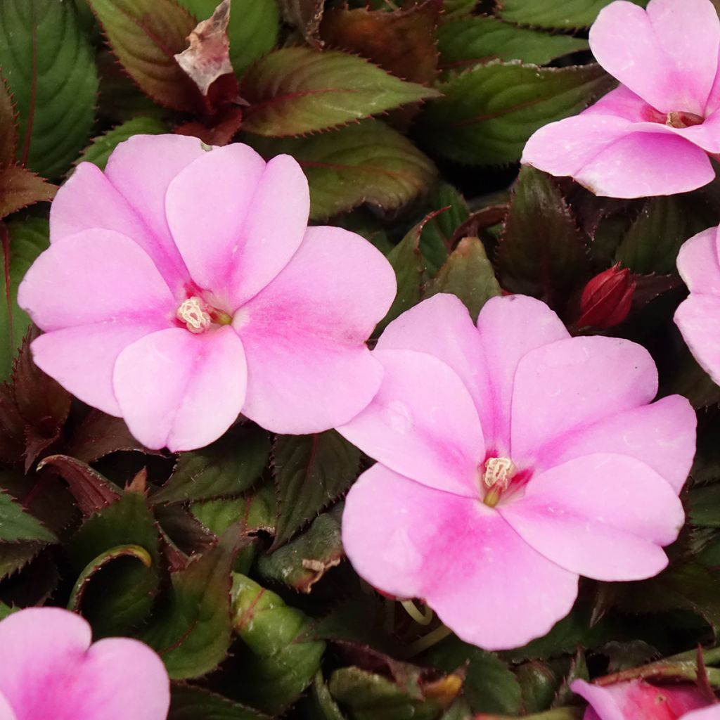 Impatiens SunPatiens Vigorous Lavender - Fiore di vetro